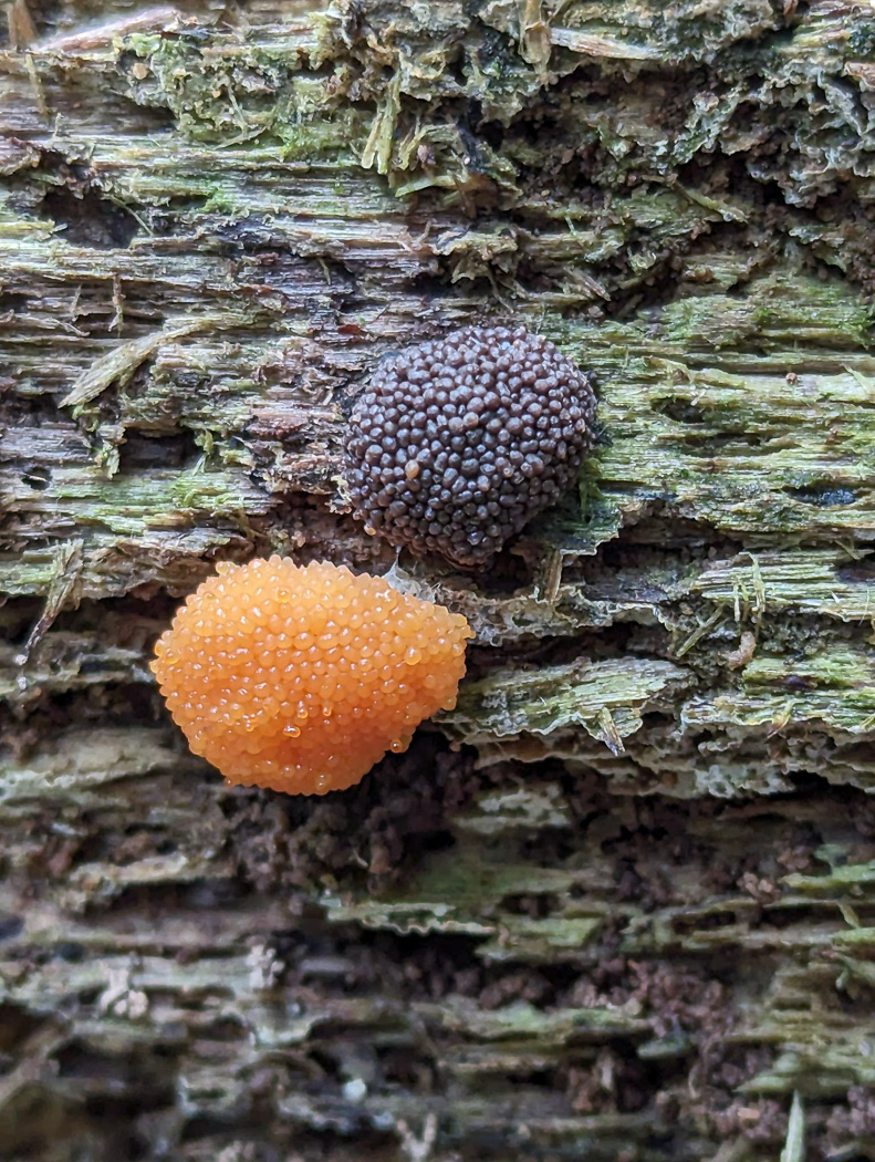 Tubifera ferruginosa  by Gill Ferguson